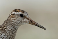 Pectoral  Sandpiper, Cheddar Reservoir, September 2021