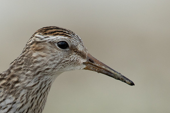 Pectoral  Sandpiper, Cheddar Reservoir, September 2021