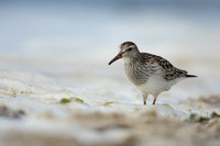 Pectoral  Sandpiper, Cheddar Reservoir, September 2021