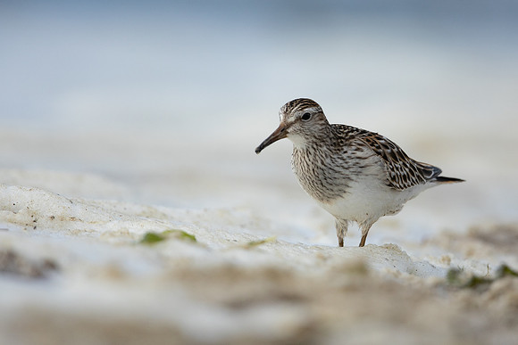 Pectoral  Sandpiper, Cheddar Reservoir, September 2021