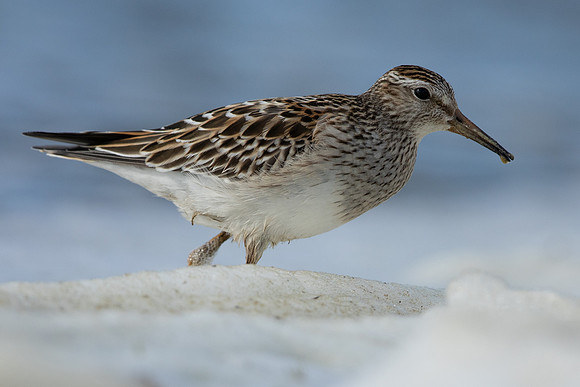 Pectoral  Sandpiper, Cheddar Reservoir, September 2021