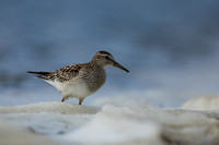 Pectoral  Sandpiper, Cheddar Reservoir, September 2021