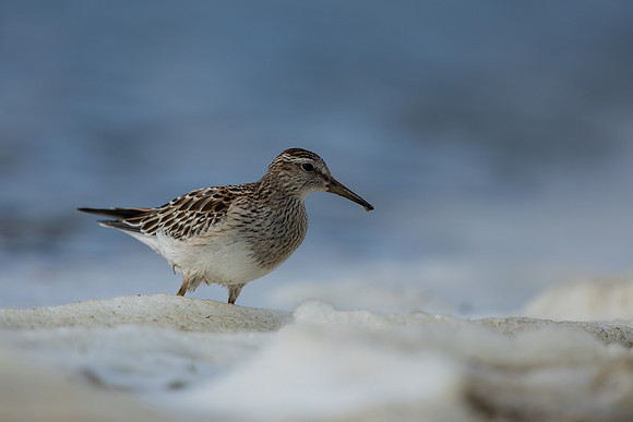 Pectoral  Sandpiper, Cheddar Reservoir, September 2021
