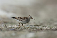 Pectoral  Sandpiper, Cheddar Reservoir, September 2021.