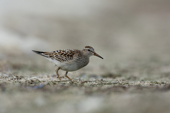 Pectoral  Sandpiper, Cheddar Reservoir, September 2021.