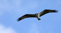 Osprey, Cheddar Reservoir, September 2021