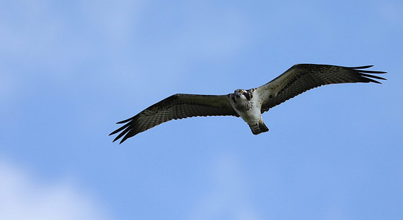 Osprey, Cheddar Reservoir, September 2021