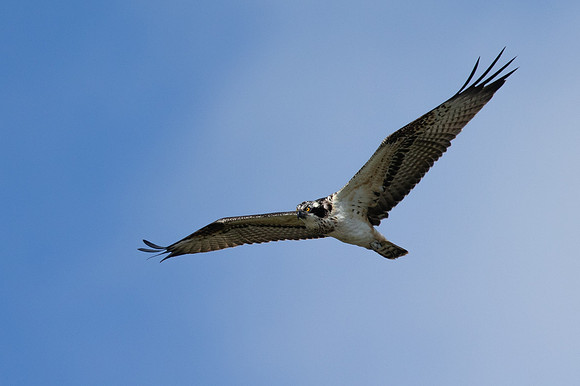 Osprey, Cheddar Reservoir, September 2021.