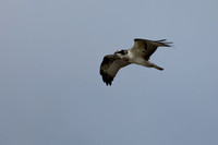 Osprey, Cheddar Reservoir, September 2021