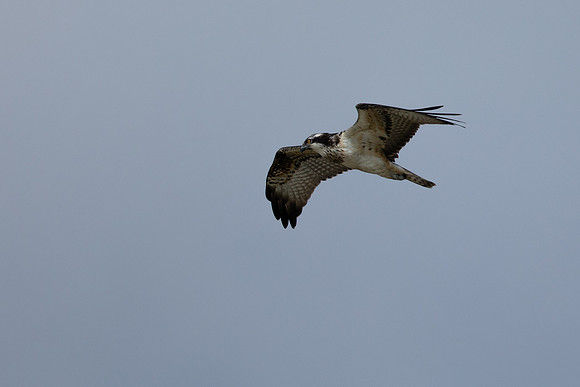 Osprey, Cheddar Reservoir, September 2021