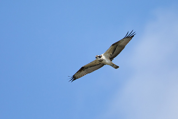 Osprey, Cheddar Reservoir, September 2021