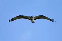 Osprey, Cheddar Reservoir, September 2021
