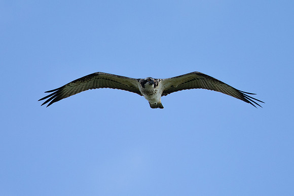 Osprey, Cheddar Reservoir, September 2021