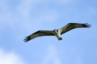 Osprey, Cheddar Reservoir, September 2021