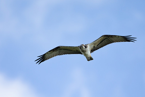 Osprey, Cheddar Reservoir, September 2021