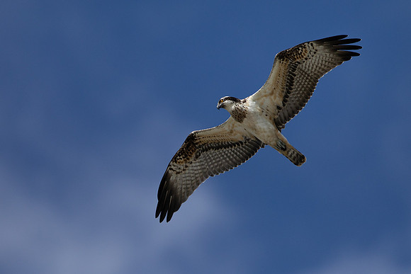 Osprey, Cheddar Reservoir, September 2021