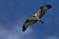 Osprey, Cheddar Reservoir, September 2021