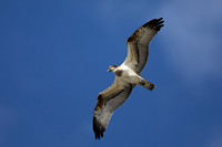 Osprey, Cheddar Reservoir, September 2021