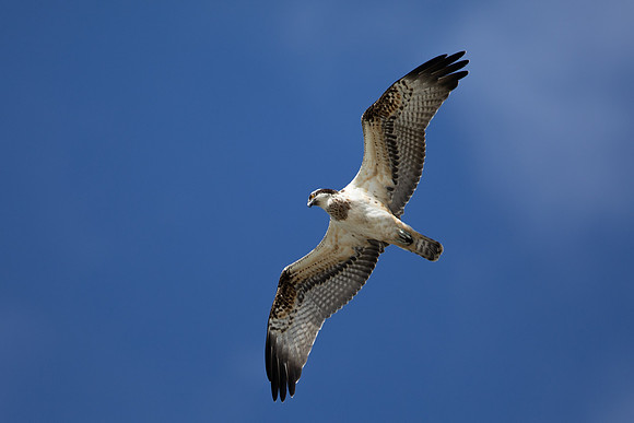 Osprey, Cheddar Reservoir, September 2021