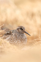 Purple Sandpiper, Cairngorms, June 2021