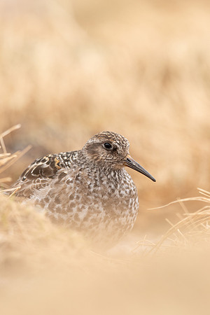Purple Sandpiper, Cairngorms, June 2021