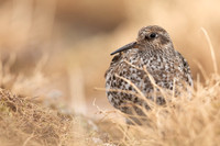 Purple Sandpiper, Cairngorms, June 2021.