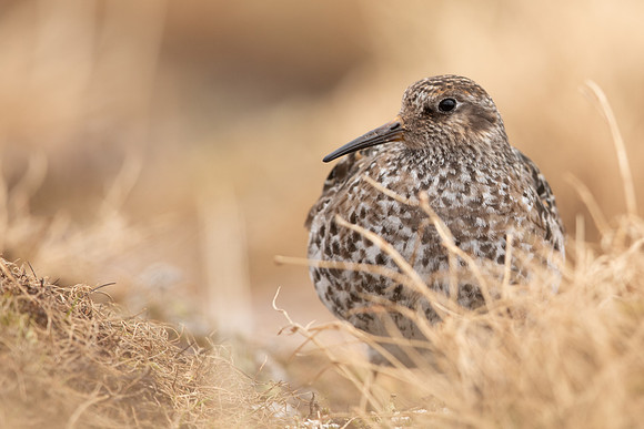 Purple Sandpiper, Cairngorms, June 2021.