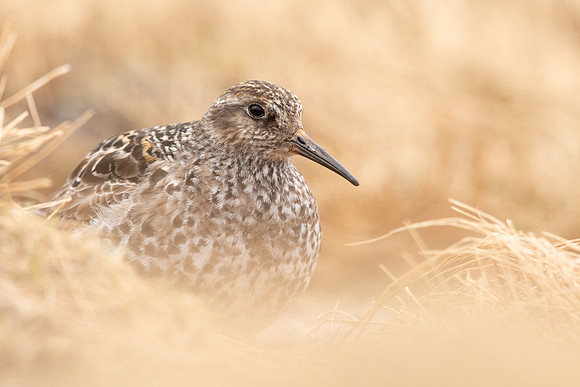 Purple Sandpiper, Cairngorms, June 2021