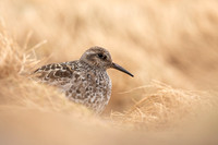 Purple Sandpiper, Cairngorms, June 2021