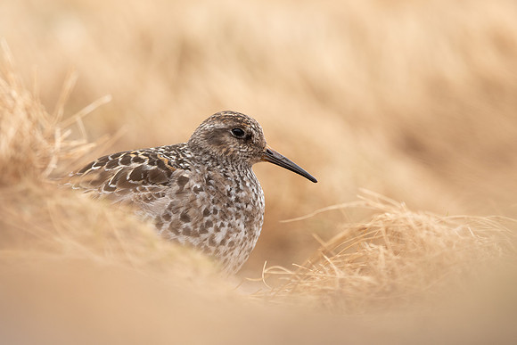 Purple Sandpiper, Cairngorms, June 2021