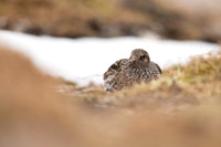 Purple Sandpiper, Cairngorms, June 2021