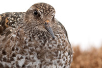 Purple Sandpiper, Cairngorms, June 2021