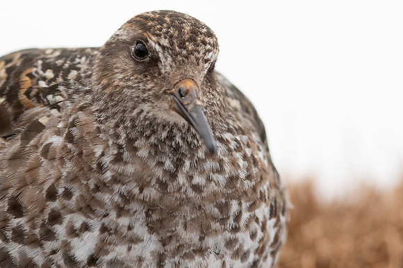Purple Sandpiper, Cairngorms, June 2021