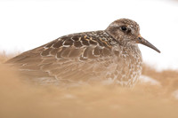 Purple Sandpiper, Cairngorms, June 2021