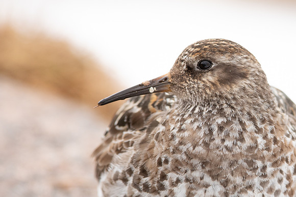 Purple Sandpiper, Cairngorms, June 2021