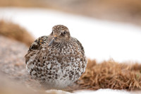 Purple Sandpiper, Cairngorms, June 2021