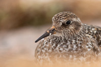 Waders