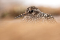 Purple Sandpiper, Cairngorms, June 2021