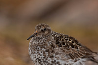 Purple Sandpiper, Cairngorms, June 2021