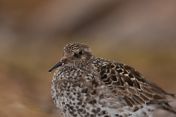 Purple Sandpiper, Cairngorms, June 2021