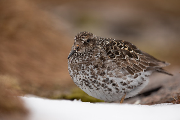 Purple Sandpiper, Cairngorms, June 2021