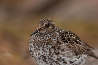 Purple Sandpiper, Cairngorms, June 2021