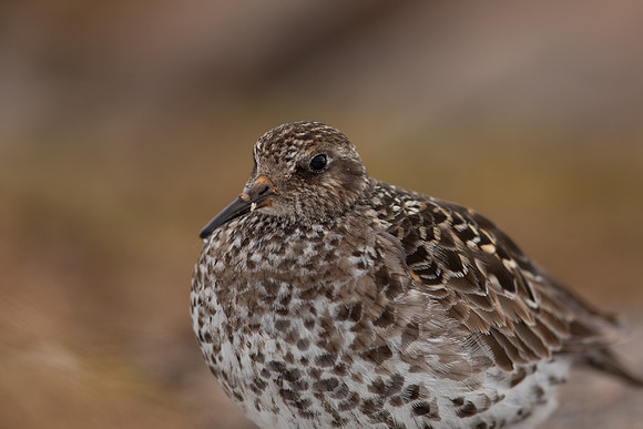 Purple Sandpiper, Cairngorms, June 2021