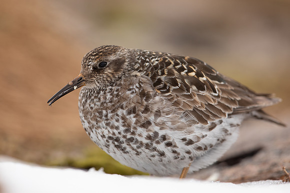 Purple Sandpiper, Cairngorms, June 2021