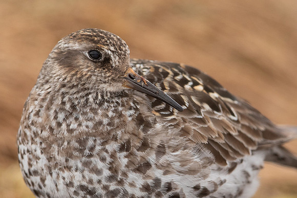 Purple Sandpiper, Cairngorms, June 2021