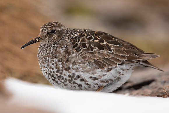 Purple Sandpiper, Cairngorms, June 2021