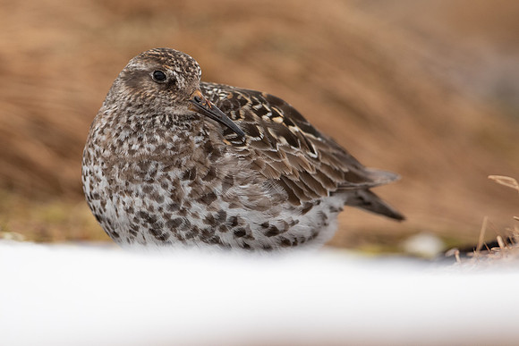 Purple Sandpiper, Cairngorms, June 2021