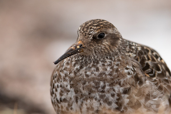 Purple Sandpiper, Cairngorms, June 2021