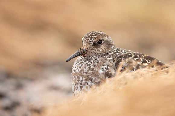 Purple Sandpiper, Cairngorms, June 2021