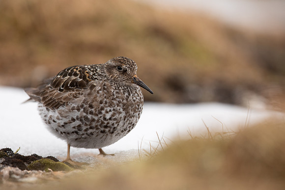 Purple Sandpiper, Cairngorms, June 2021